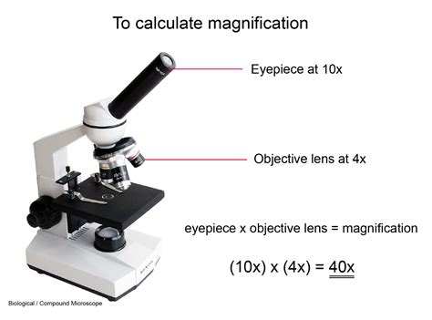 how to determine magnification of a microscope|How to Determine Magnification of a Microscope .